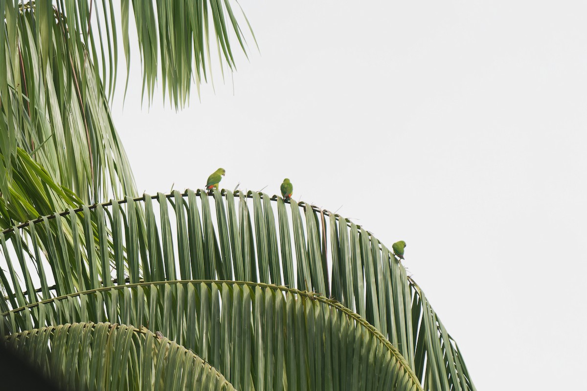 lorikul korunkatý - ML647720160