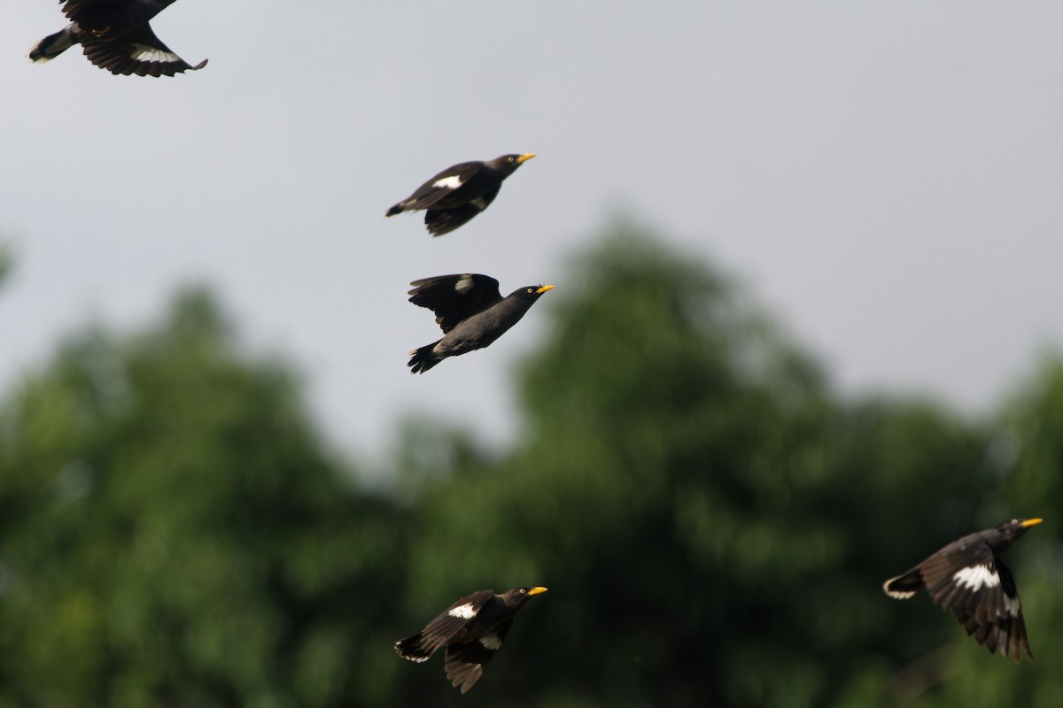 majna jávská - ML647720179