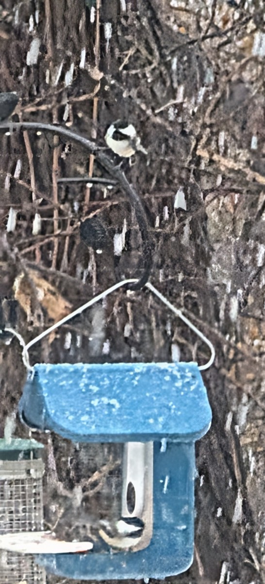 Black-capped Chickadee - ML647720190