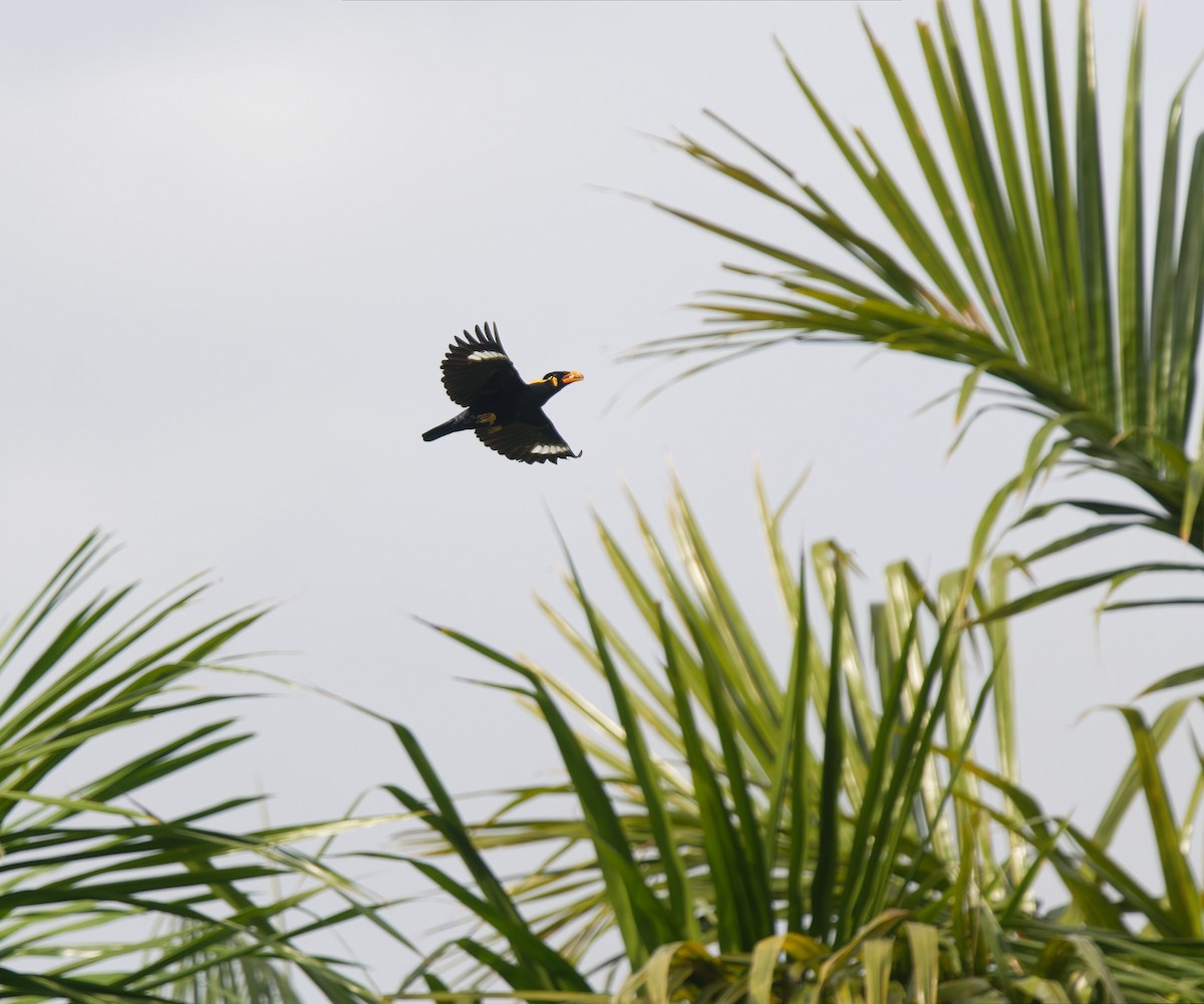 loskuták posvátný - ML647720228