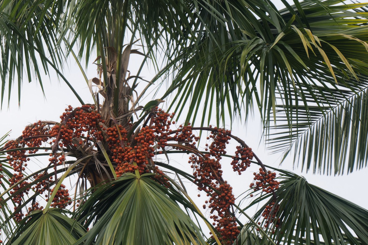 barbet čárkovaný - ML647720258