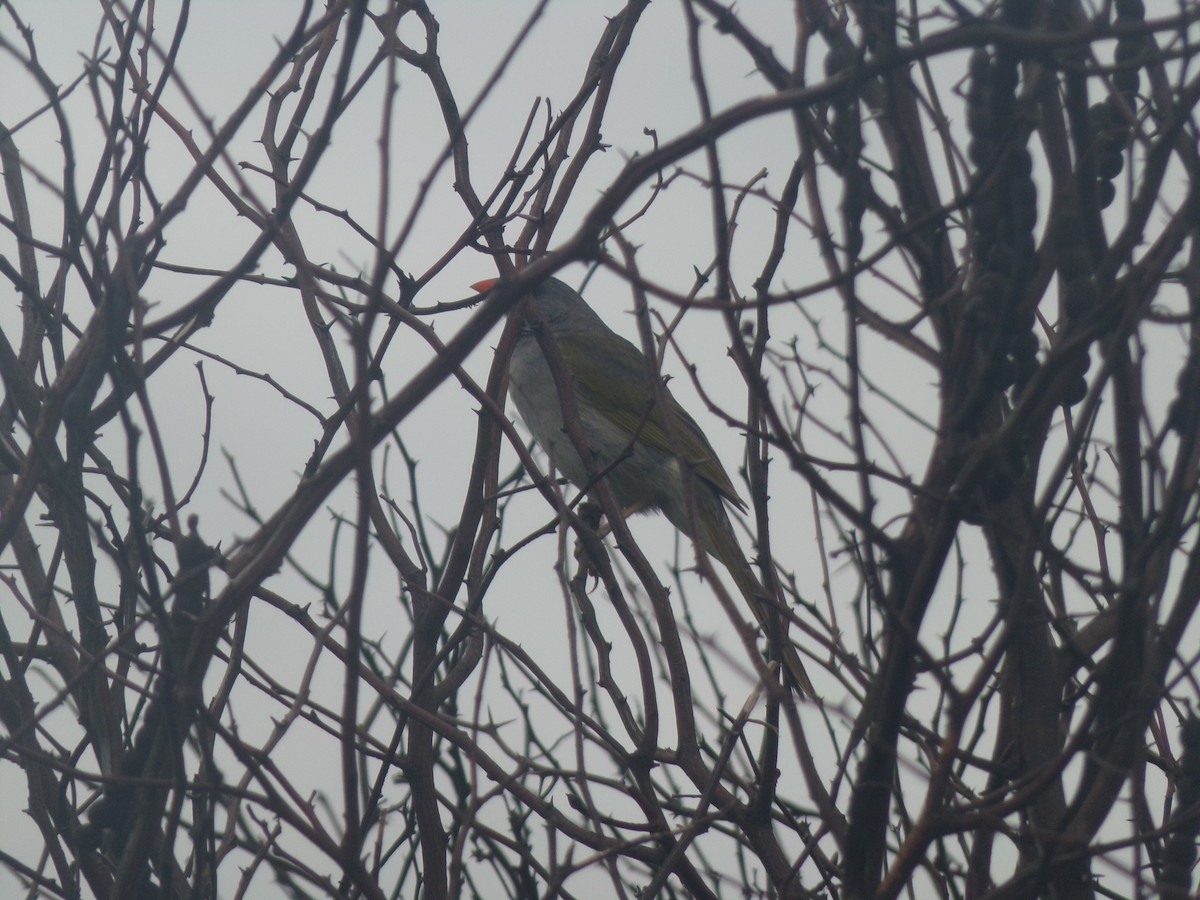 Great Pampa-Finch - ML647720320