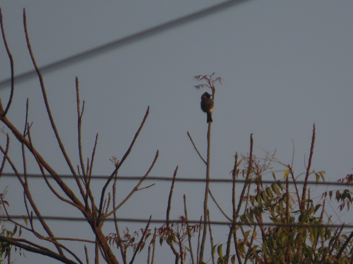 bulbul šupinkový - ML647720326