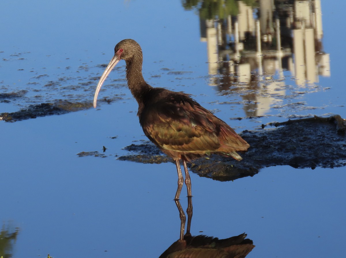 Beltzaran musuzuria - ML647720333