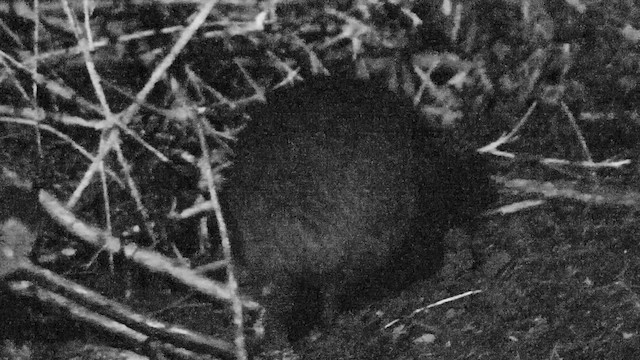 kivi hnědý - ML647720349