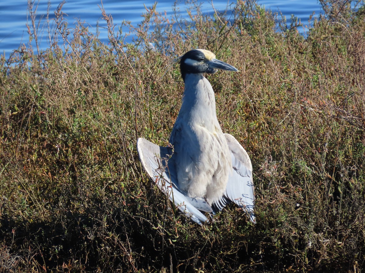 kvakoš žlutočelý - ML647720356