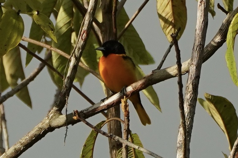 Балтиморский трупиал - ML647720361