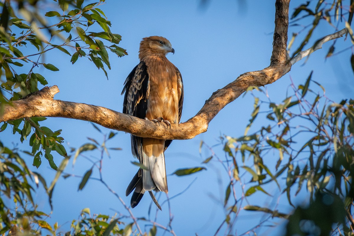 Square-tailed Kite - ML647720386