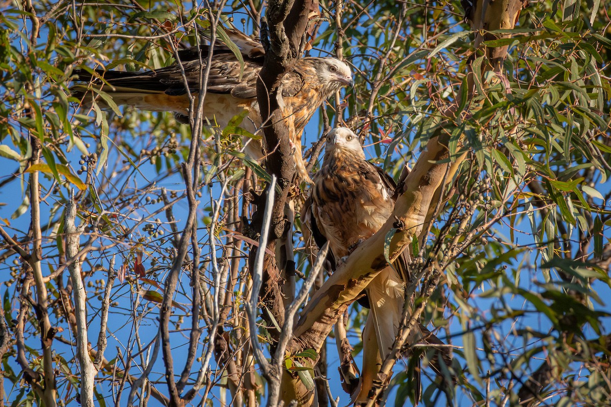 Square-tailed Kite - ML647720387