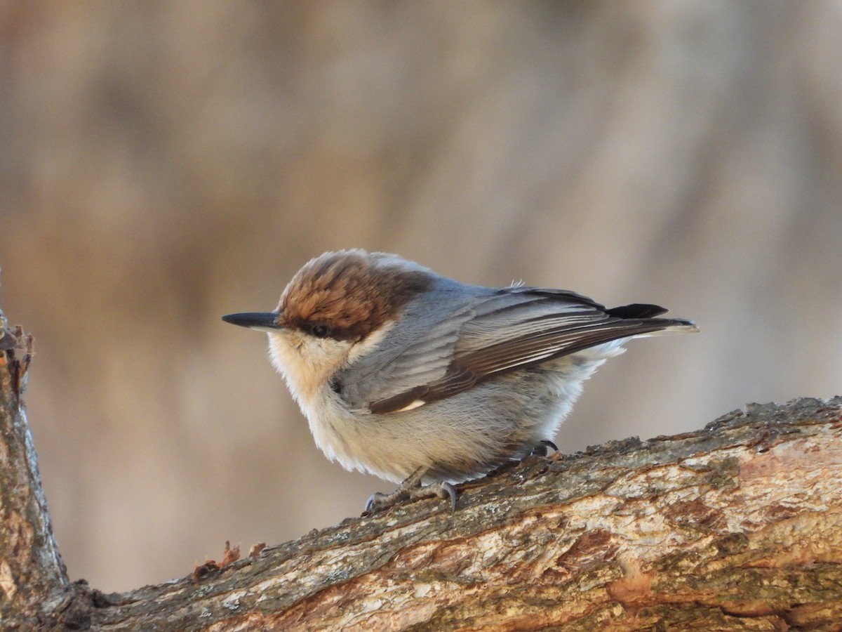 Sittelle à tête brune - ML647720402