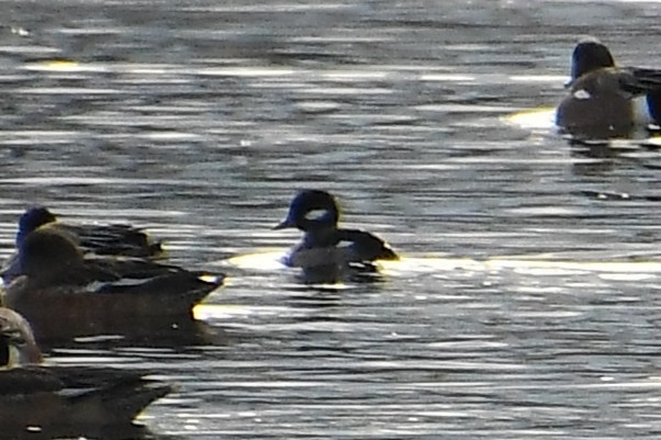 Bufflehead - ML647720404