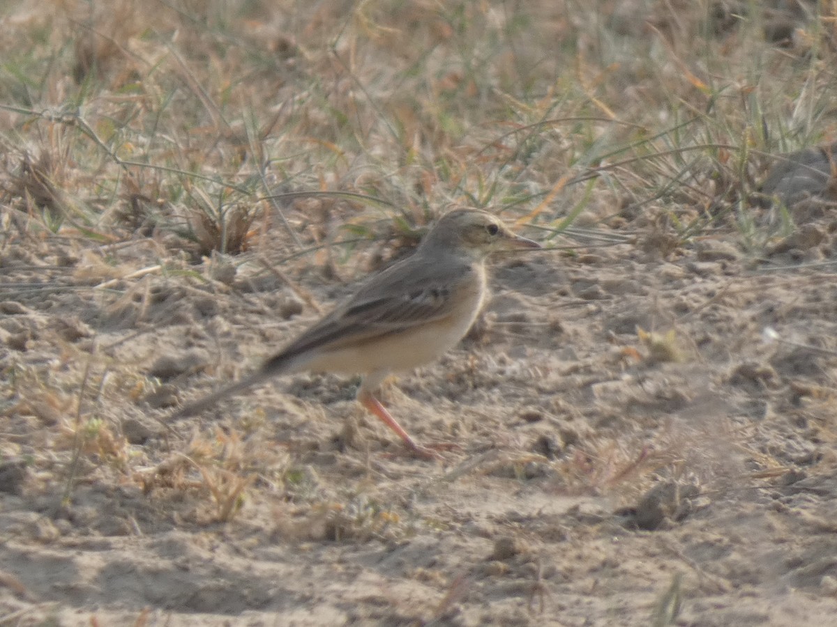 Tawny Pipit - ML647720412