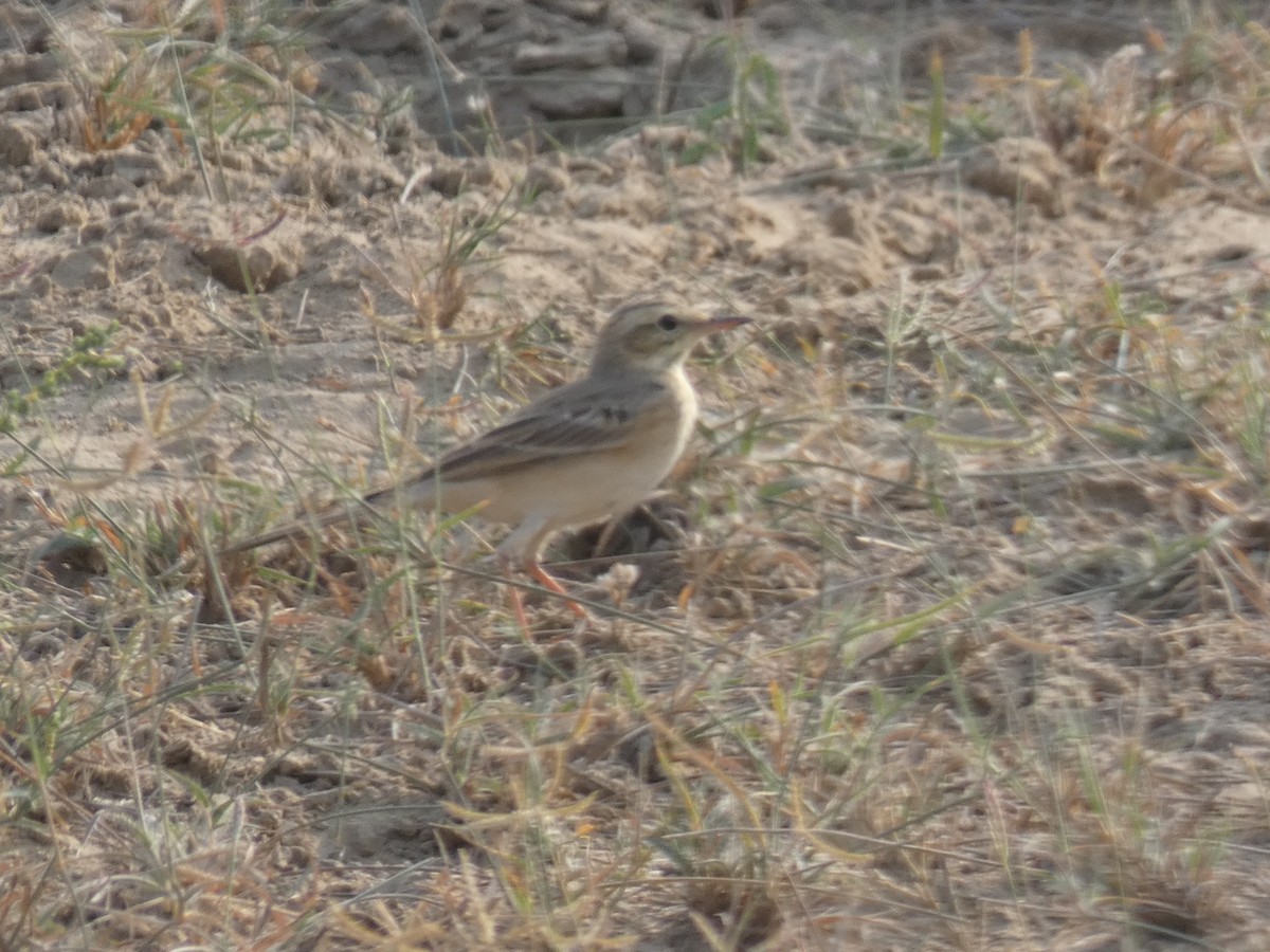 Tawny Pipit - ML647720413