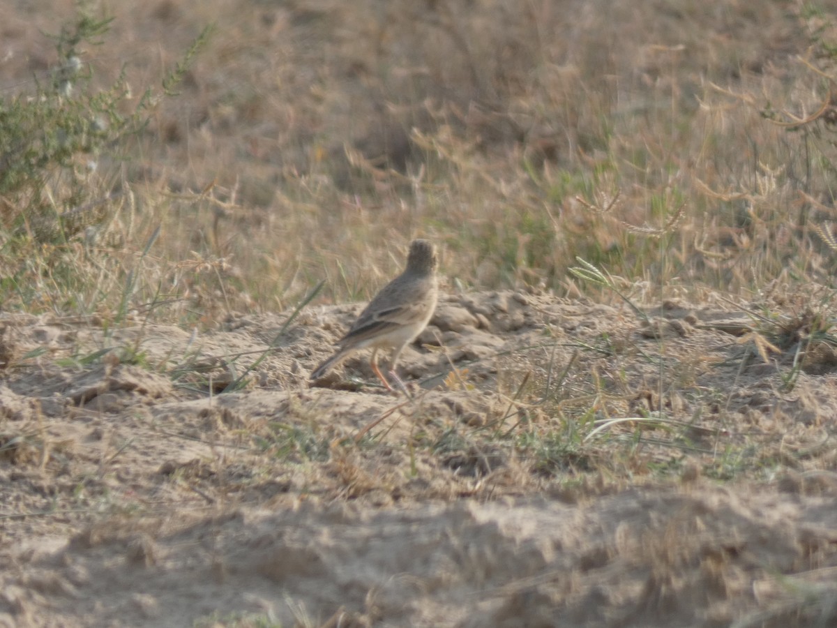 Tawny Pipit - ML647720414