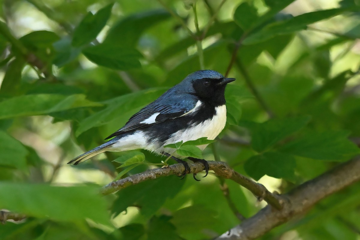 Black-throated Blue Warbler - ML647720415