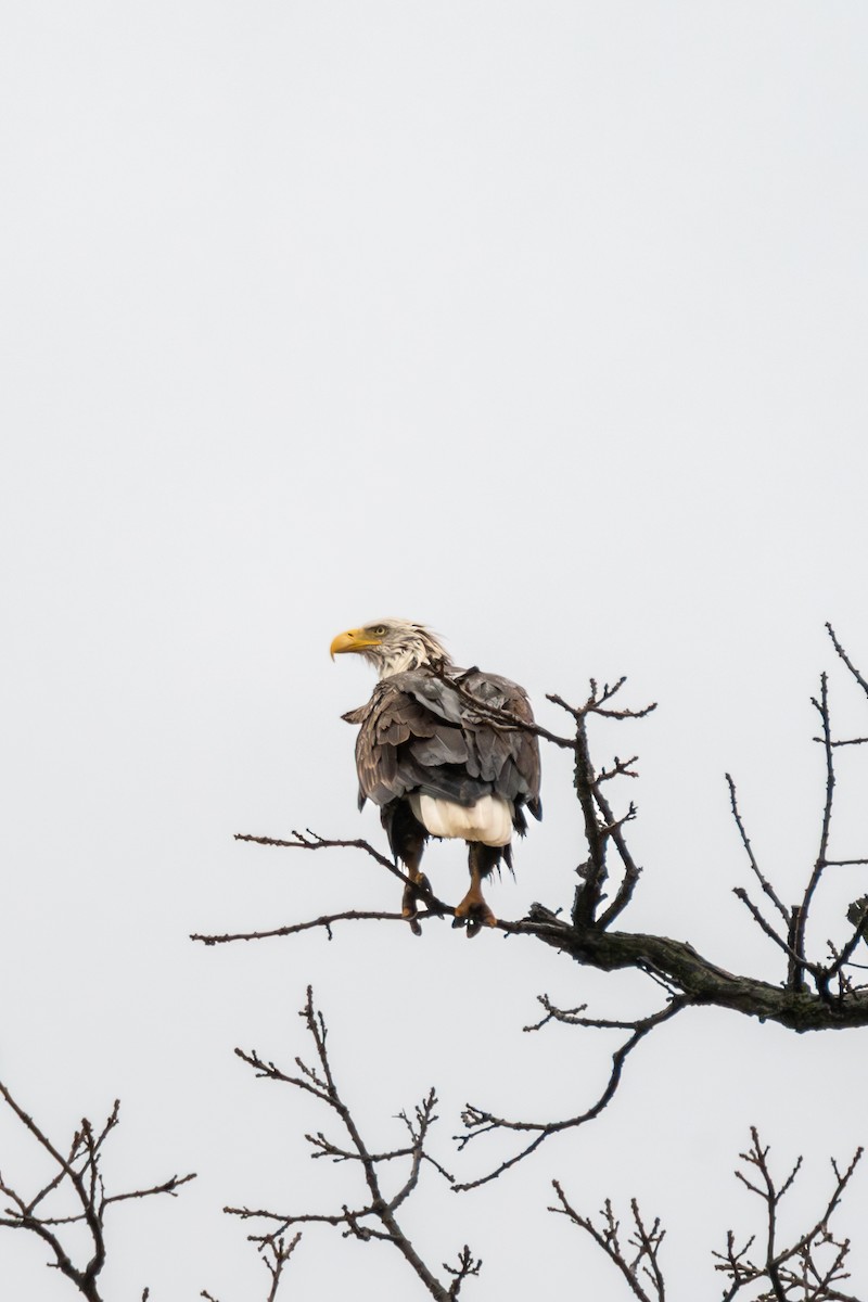 Bald Eagle - ML647720419