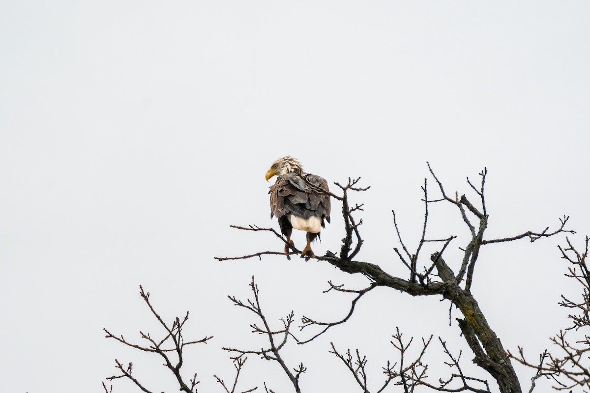 Bald Eagle - ML647720422
