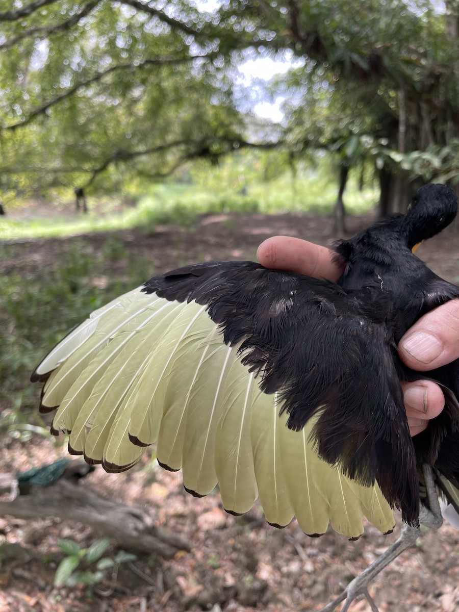 Wattled Jacana - ML647720424