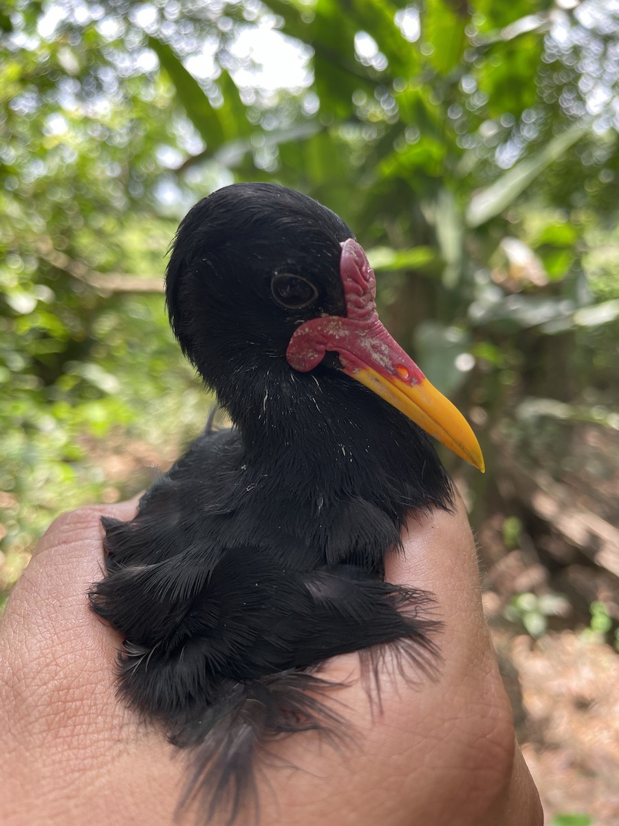Wattled Jacana - ML647720425