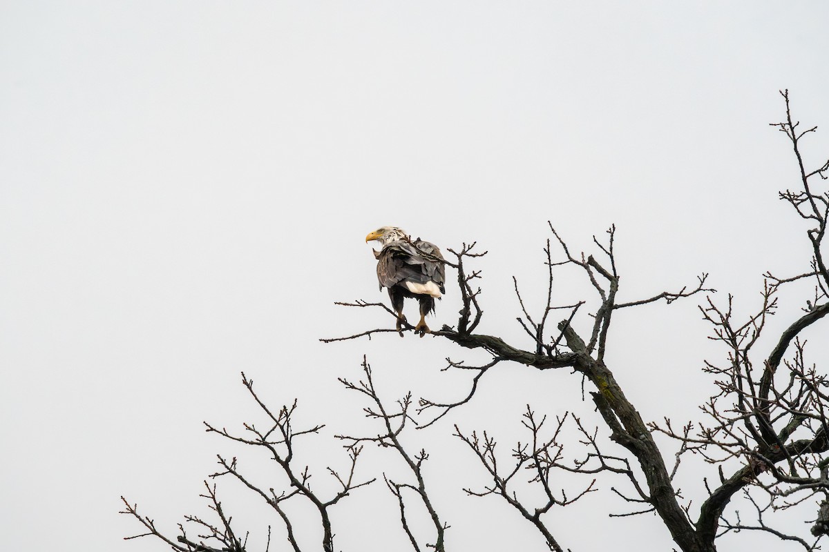 Bald Eagle - ML647720426