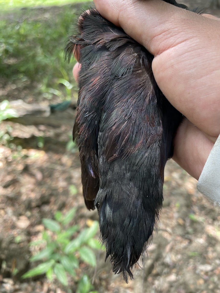 Wattled Jacana - ML647720427