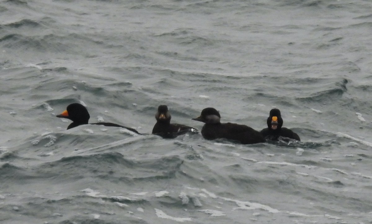 Black Scoter - ML647720429