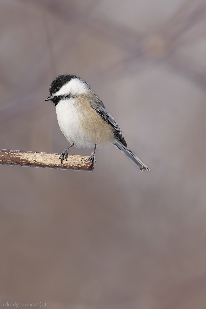Black-capped Chickadee - ML647720431