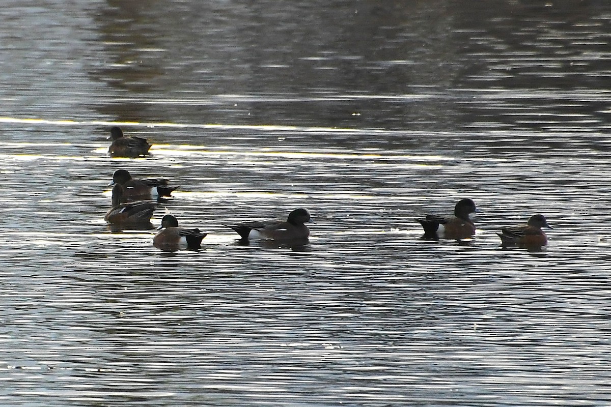 American Wigeon - ML647720432