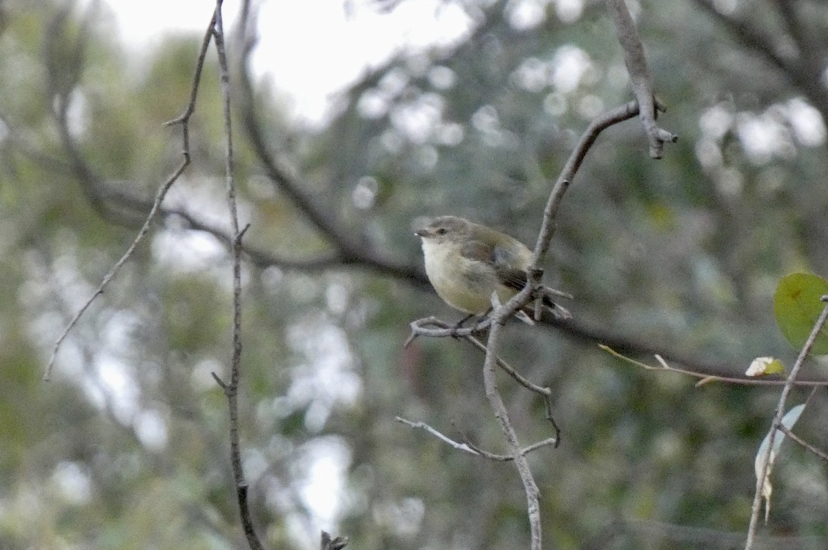 Weebill - ML647720433