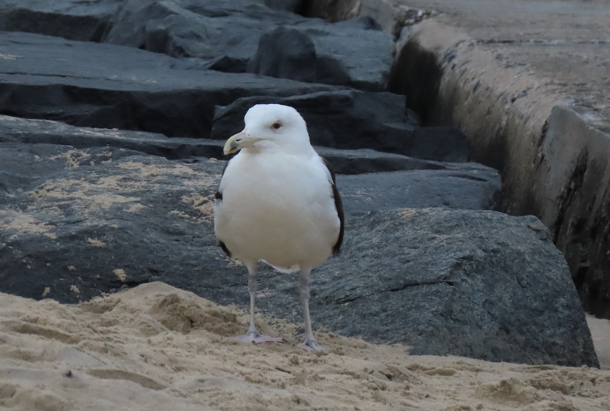 Great Black-backed Gull - ML647720439