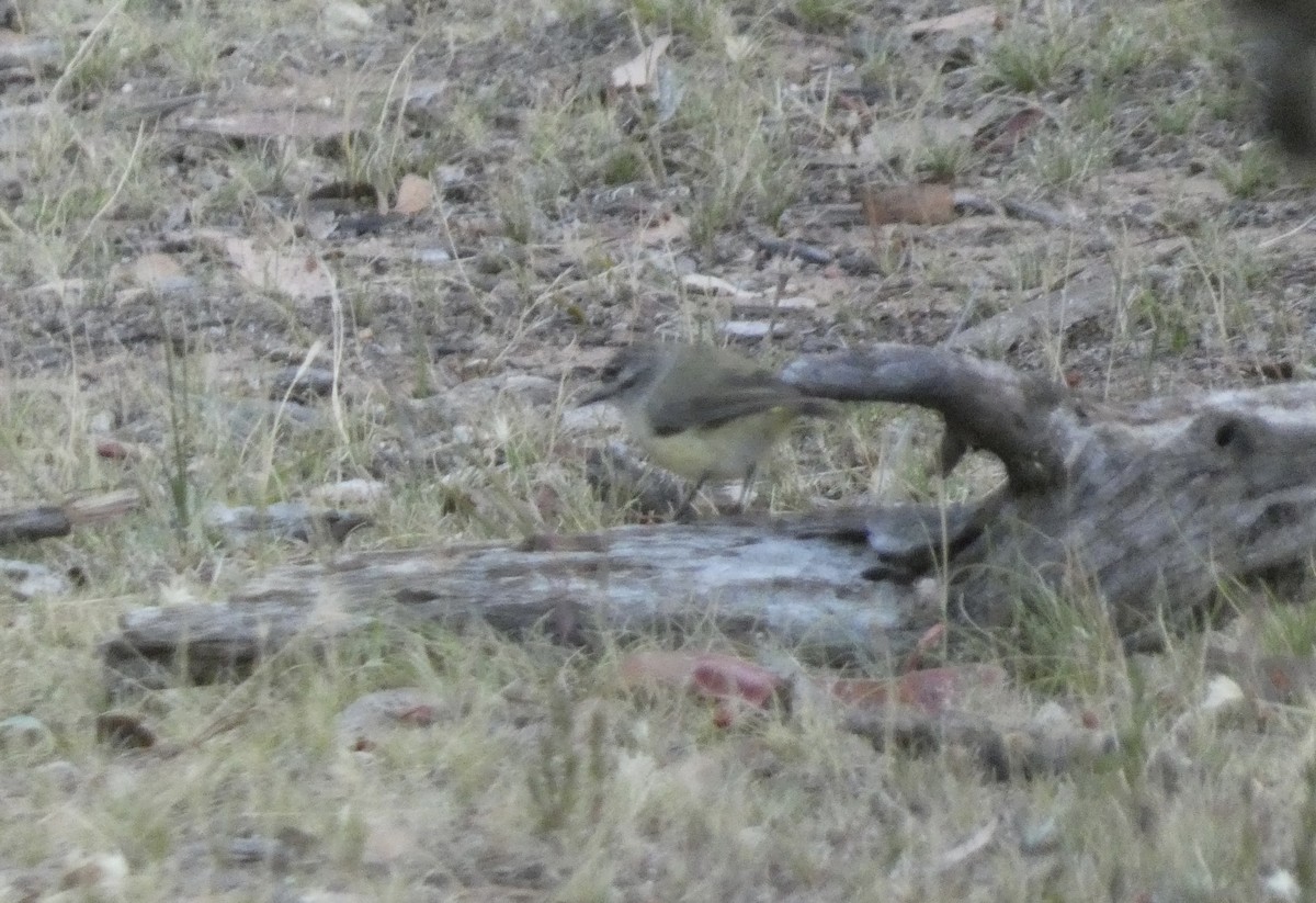 Yellow-rumped Thornbill - ML647720441