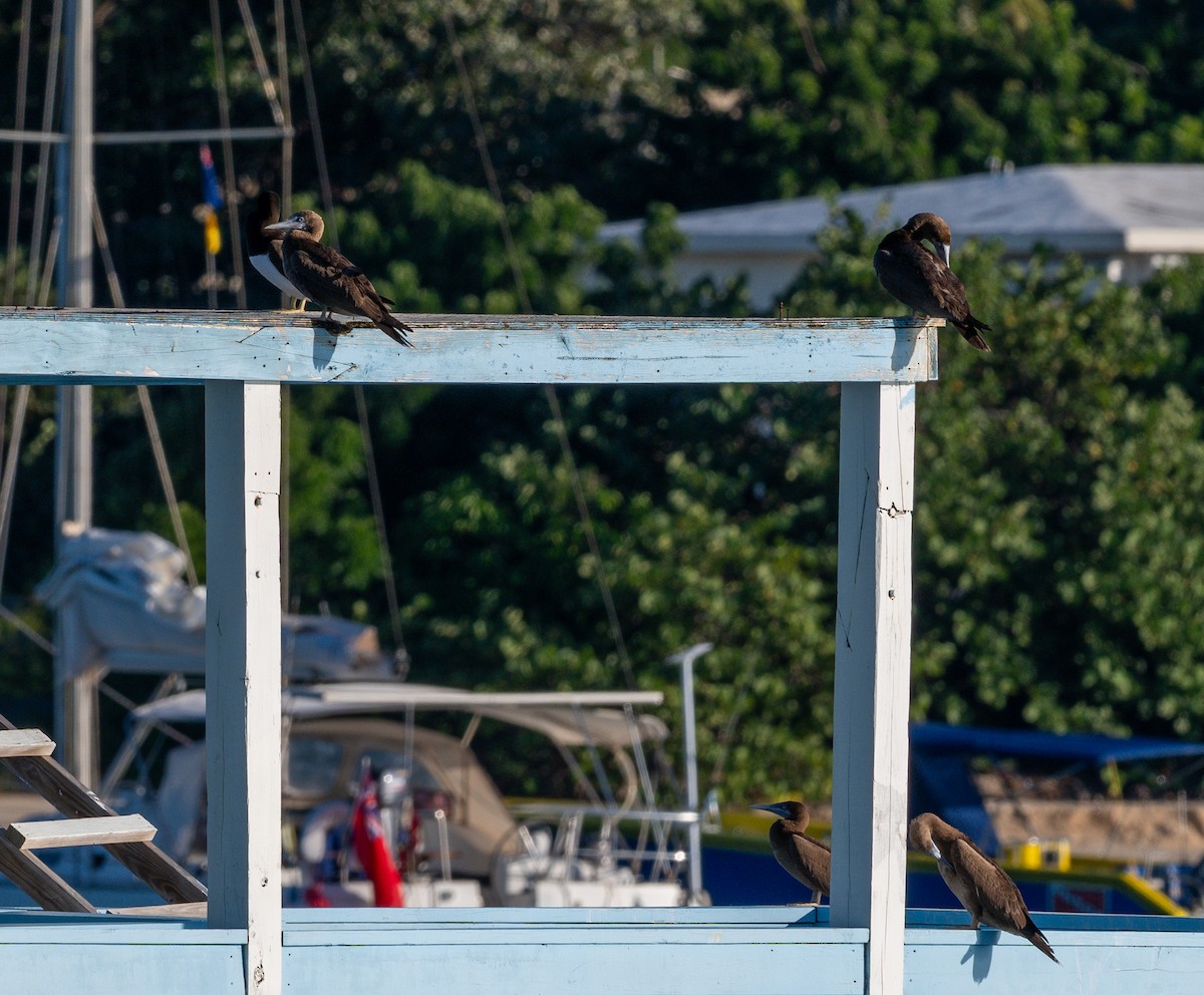 Brown Booby - ML647720442