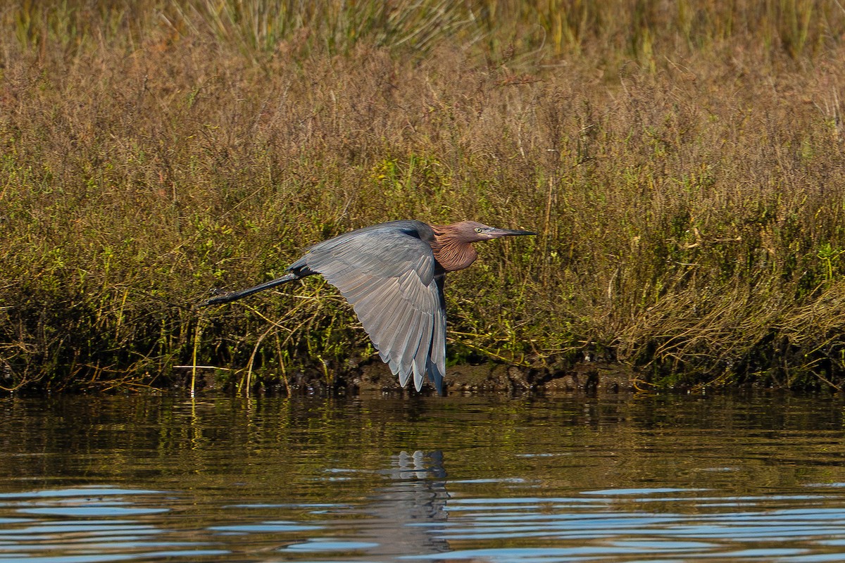 Reddish Egret - ML647720443