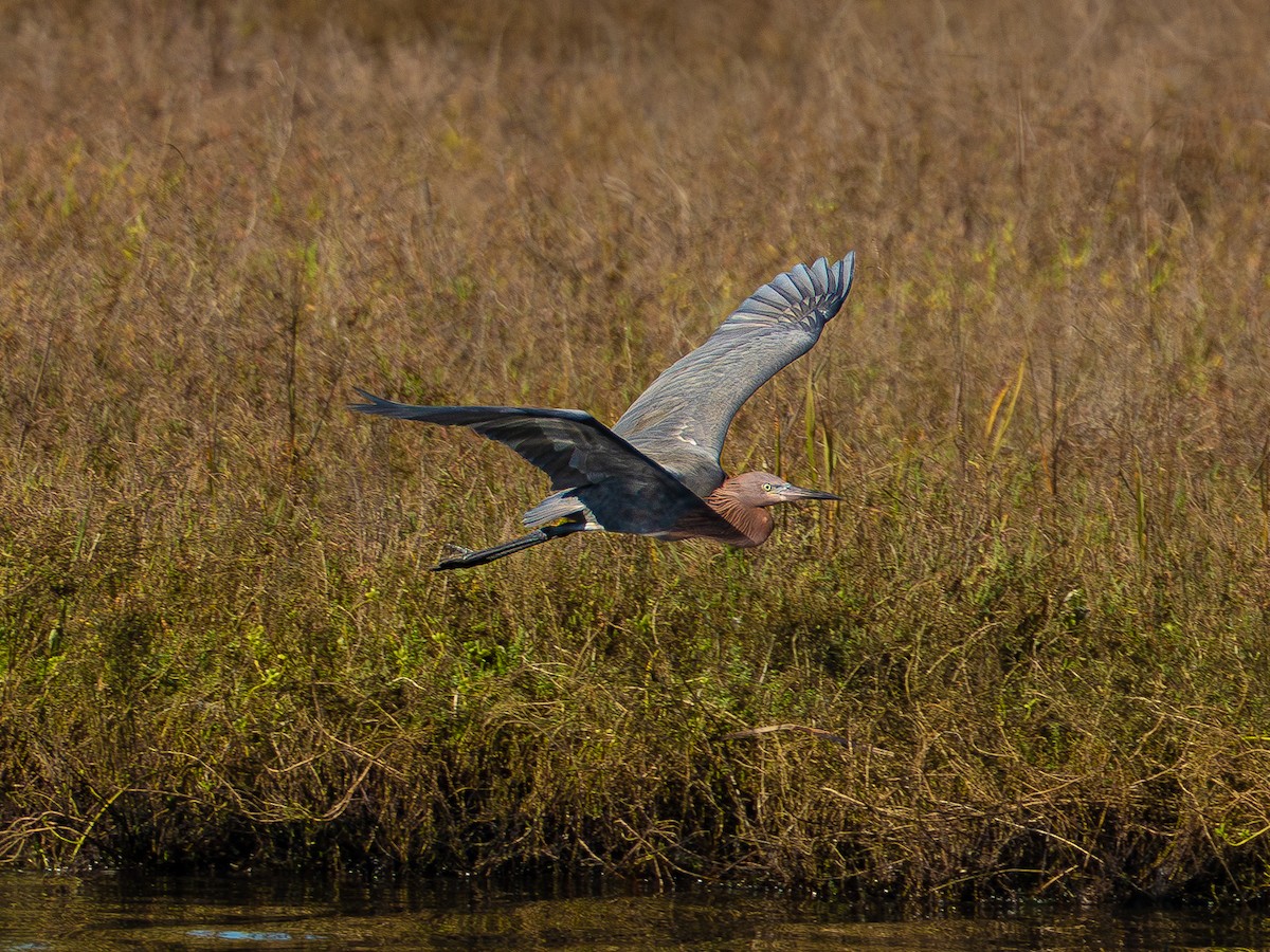 Reddish Egret - ML647720444