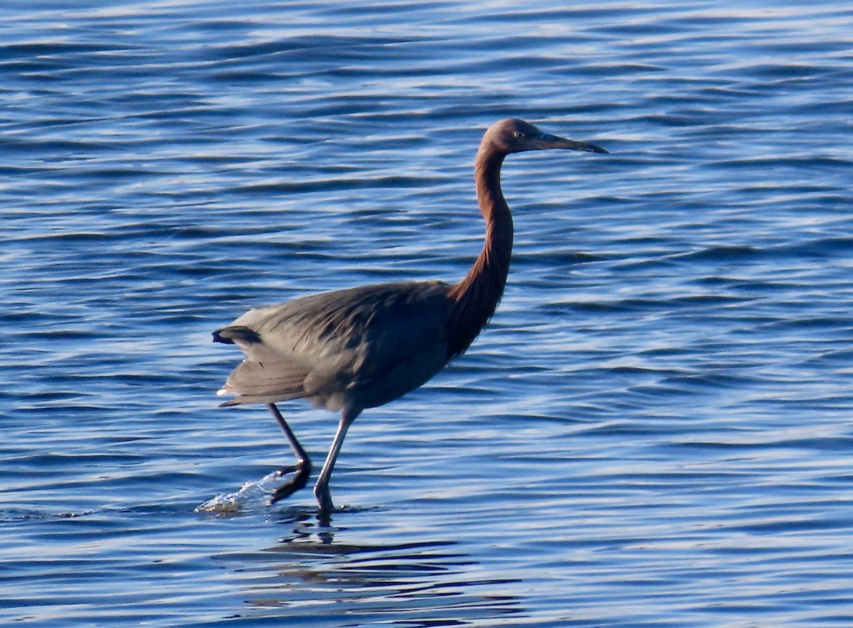 Reddish Egret - ML647720445