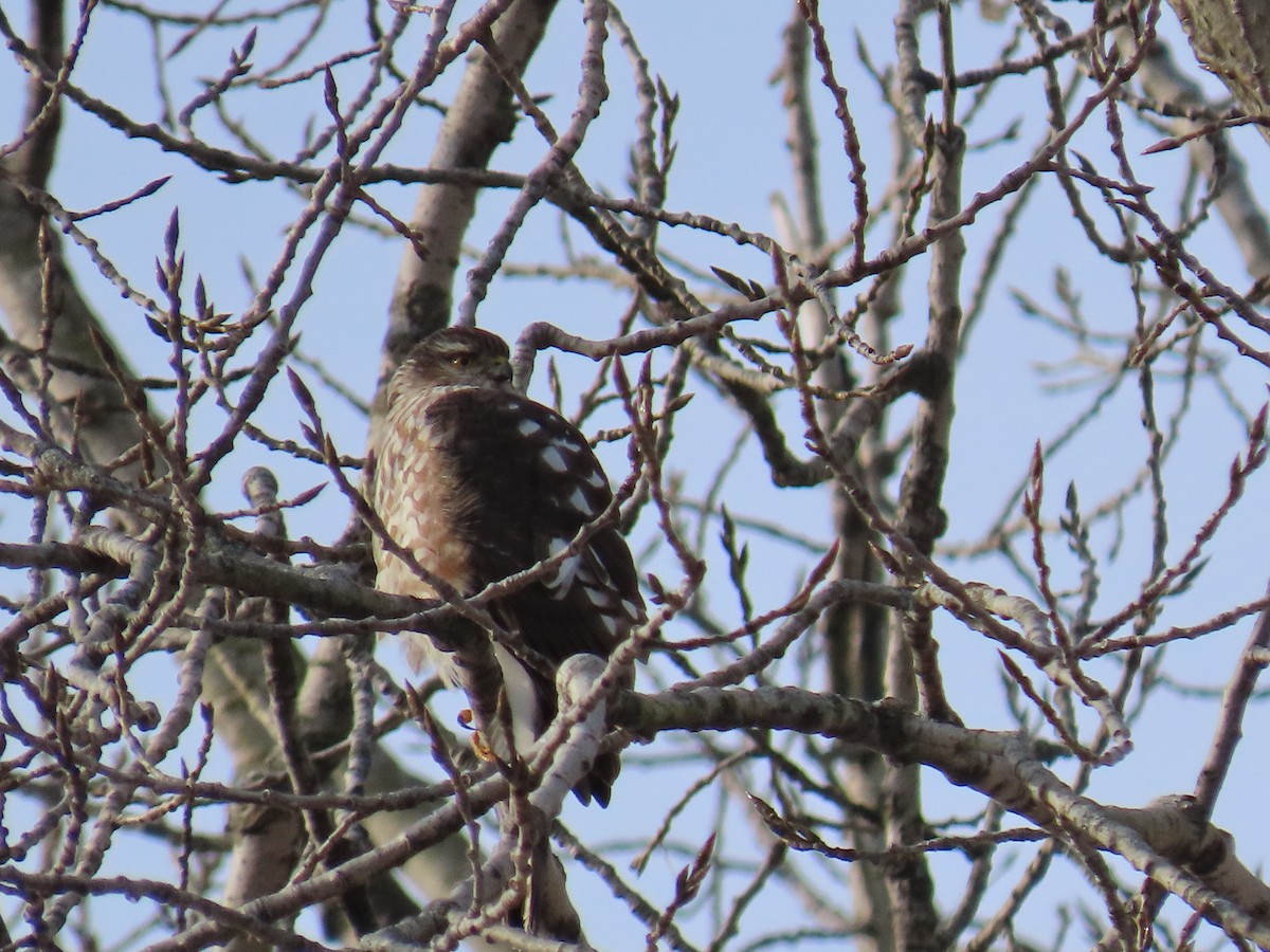 Sharp-shinned Hawk - ML647720447