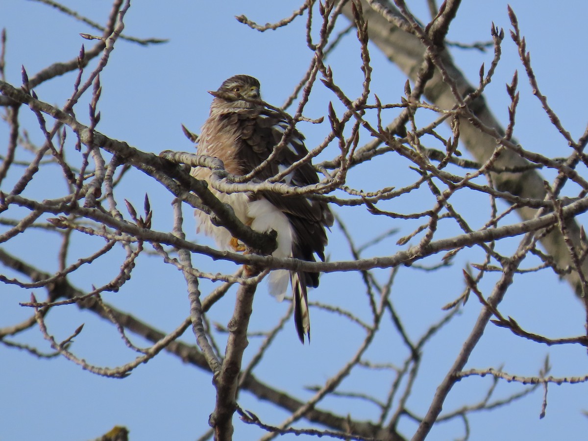 Sharp-shinned Hawk - ML647720448