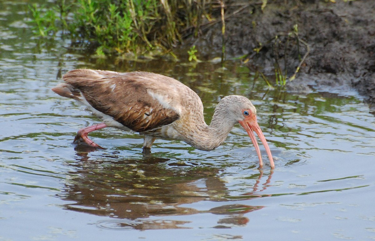 White Ibis - ML647720449