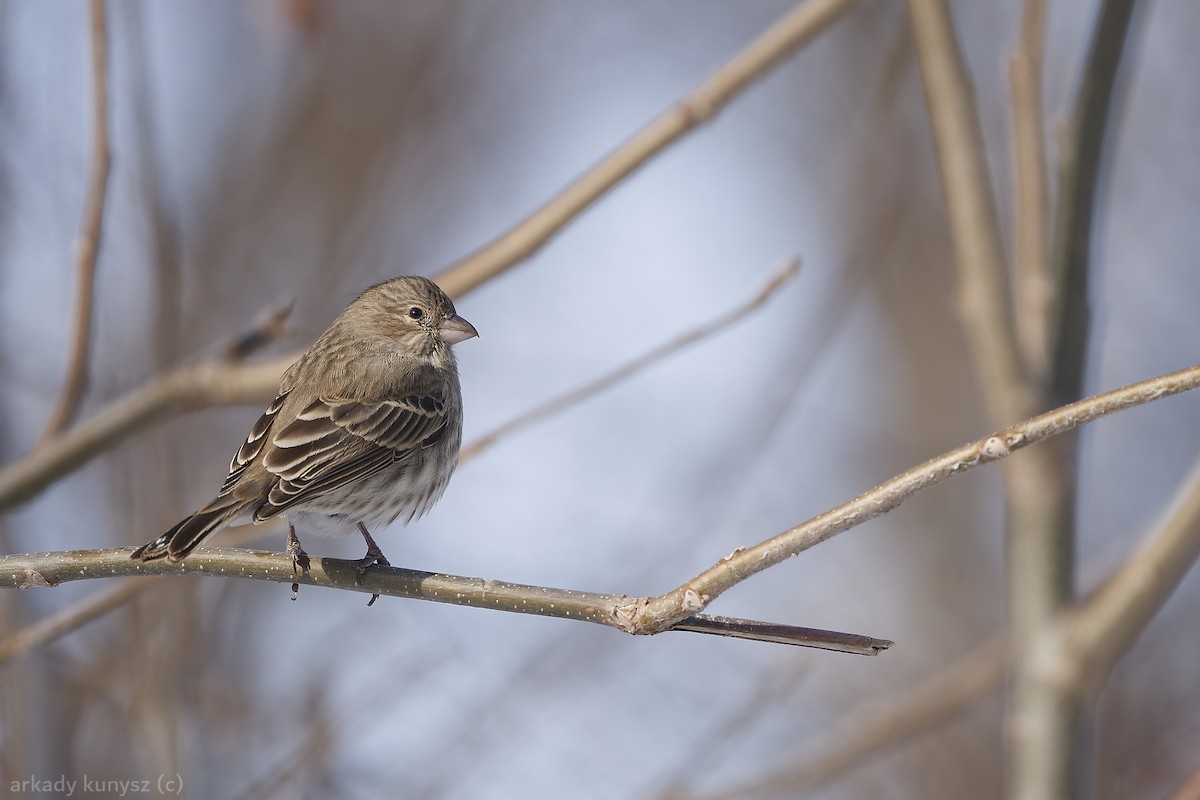 House Finch - ML647720464