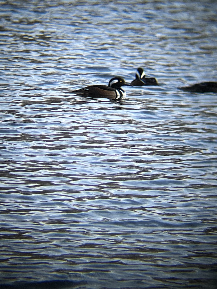 Hooded Merganser - ML647720465