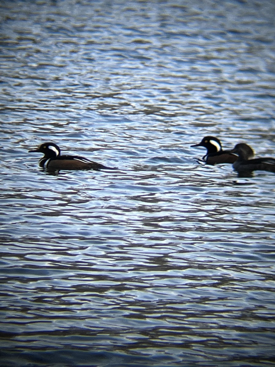 Hooded Merganser - ML647720466