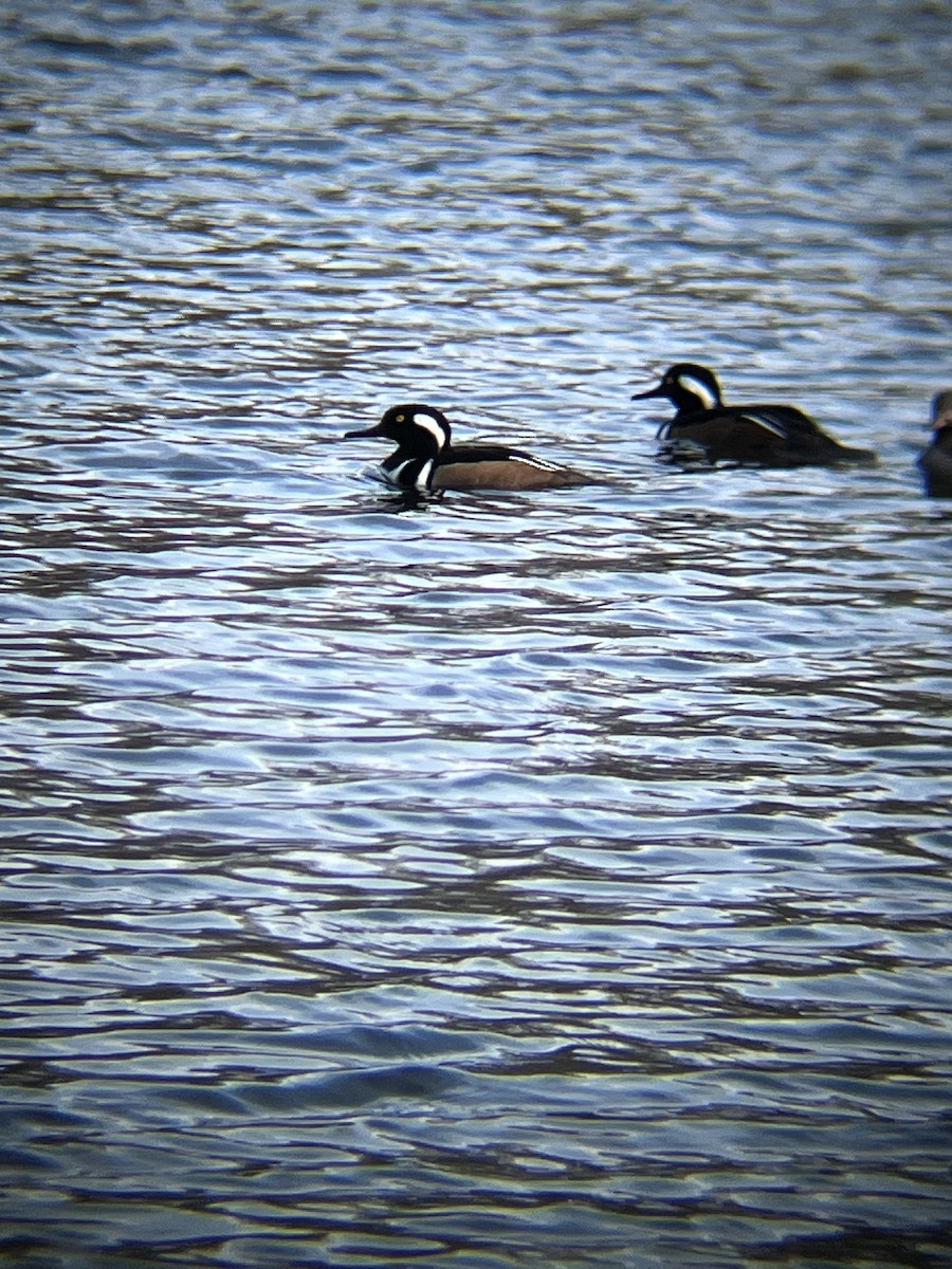 Hooded Merganser - ML647720467