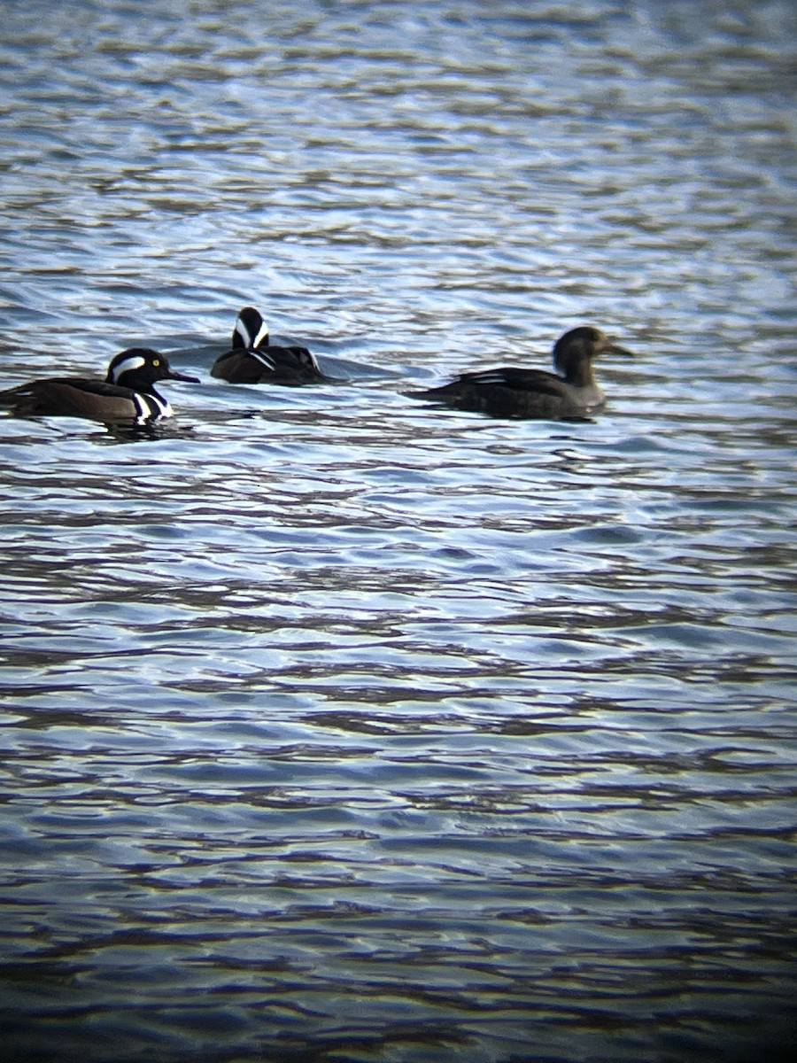 Hooded Merganser - ML647720468