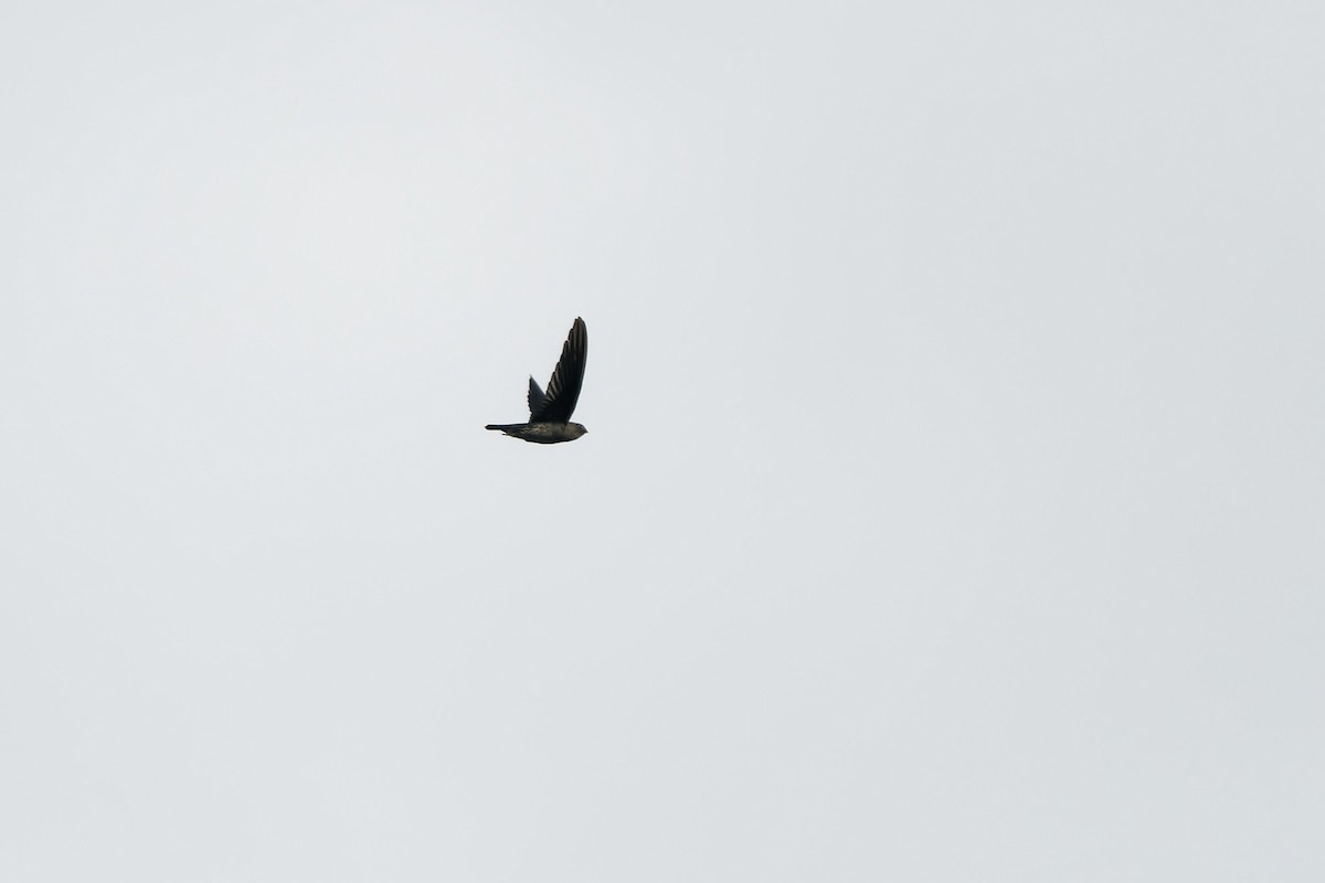 salangana světlebřichá - ML647720487