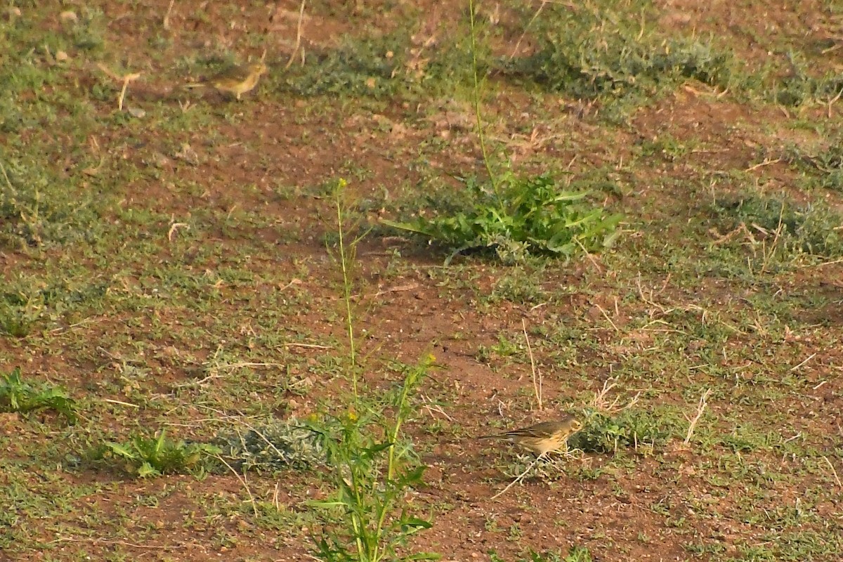 American Pipit - ML647720489