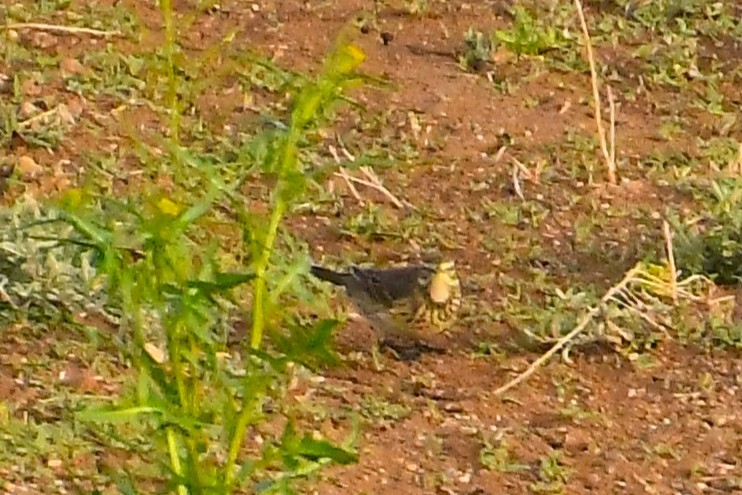 American Pipit - ML647720490