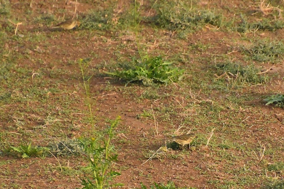 American Pipit - ML647720491