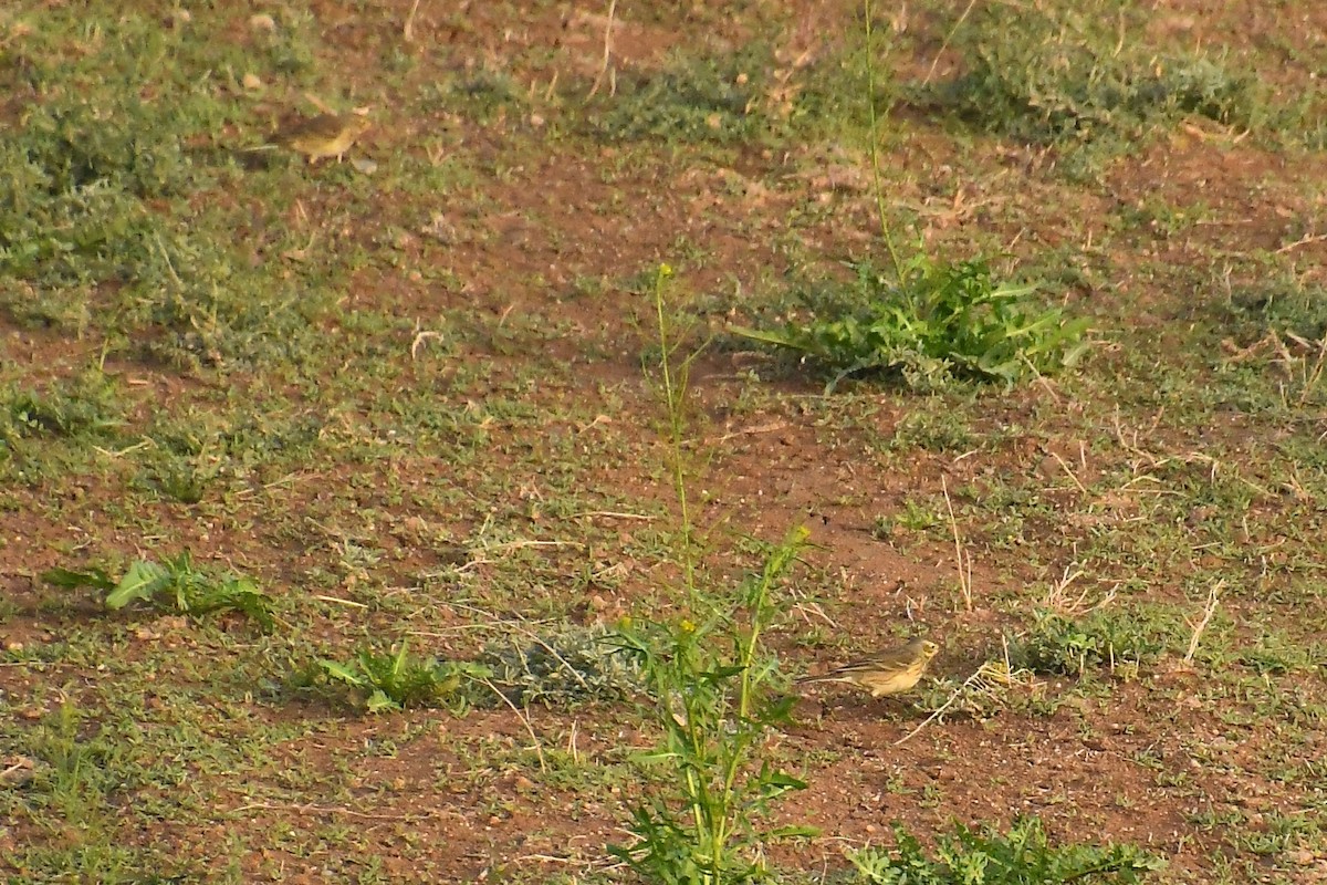 American Pipit - ML647720493