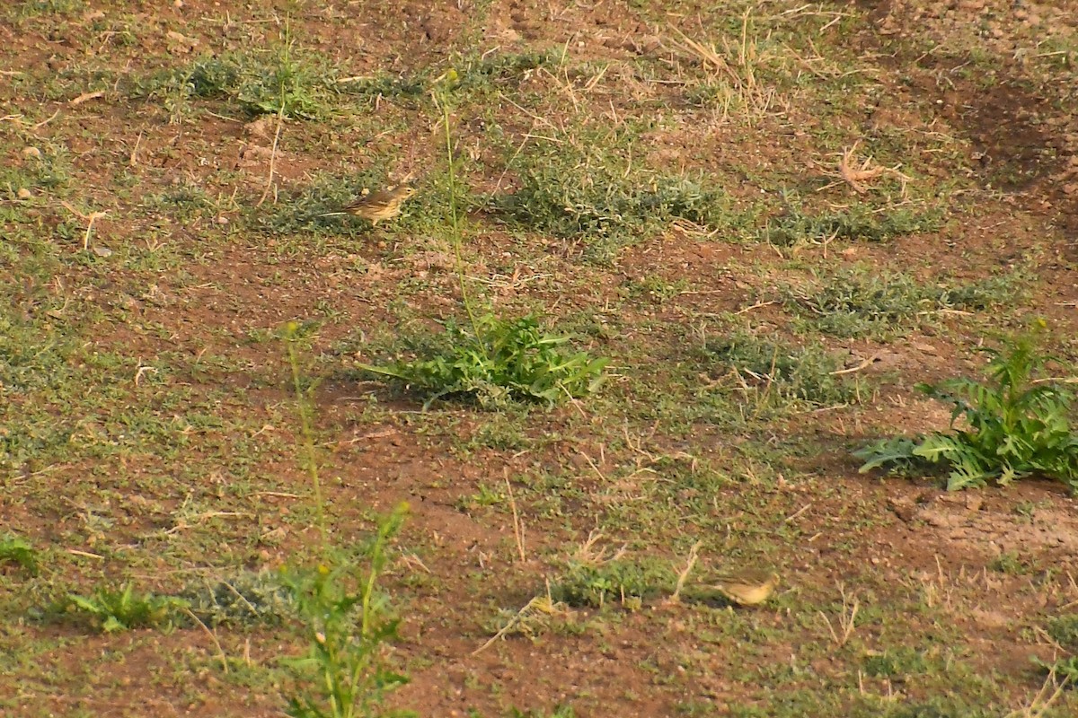 American Pipit - ML647720494