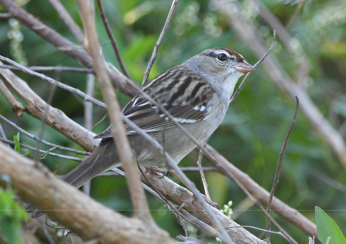 White-crowned Sparrow (leucophrys) - ML647720532
